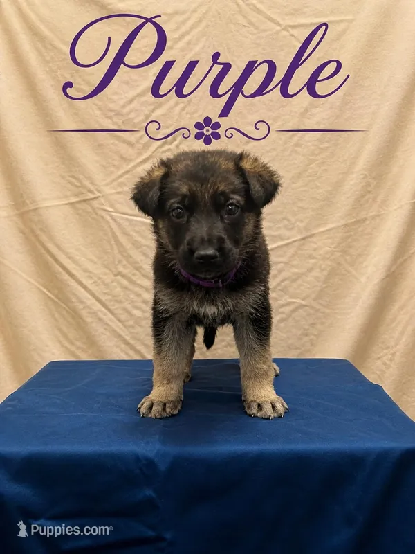 Purple – German Shepherd Dog puppy on hold in Crestview, FL