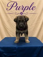 Purple, a female German Shepherd Dog for sale in Crestview, FL – 1 of 3