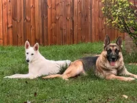 Purple, a female German Shepherd Dog for sale in Crestview, FL – 3 of 3