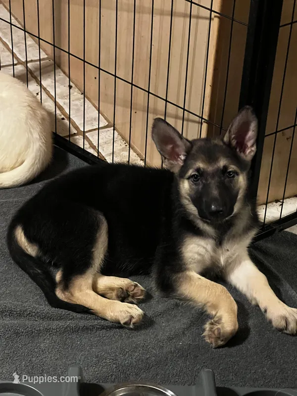 White – German Shepherd Dog puppy for sale in Crestview, FL