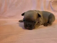 Light Pink Collar Female, a female French Bulldog for sale in Hartshorne, OK – 3 of 7