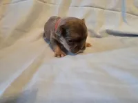 Red Collar Male, a male French Bulldog for sale in Hartshorne, OK – 4 of 6