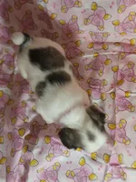 Dark Pink Collar Female fluffy , a female French Bulldog for sale in Hartshorne, OK – 8 of 8