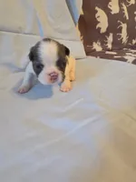 Blue Collar Male, a male French Bulldog for sale in Hartshorne, OK – 4 of 8