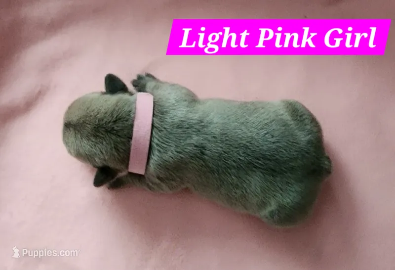 Light Pink Collar Female – French Bulldog puppy for sale in Hartshorne, OK