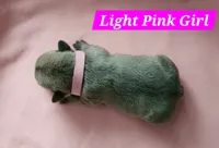 Light Pink Collar Female, a female French Bulldog for sale in Hartshorne, OK – 1 of 7