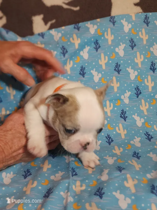 Orange collar Male – French Bulldog puppy for sale in Hartshorne, OK