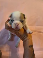 Purple Collar Female, a female French Bulldog for sale in Hartshorne, OK – 3 of 7