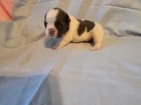 Blue Collar Male, a male French Bulldog for sale in Hartshorne, OK – 5 of 8