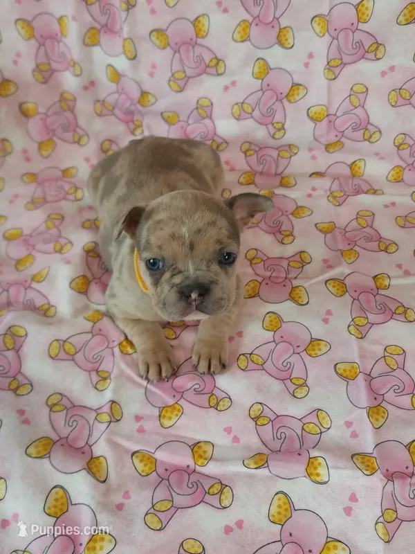 Yellow collar female – French Bulldog puppy for sale in Hartshorne, OK