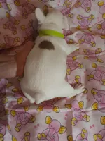 Lime Green Collar Female, a female French Bulldog for sale in Hartshorne, OK – 3 of 7