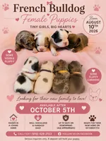Purple Collar Female, a female French Bulldog for sale in Hartshorne, OK – 5 of 7