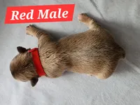 Red Collar Male, a male French Bulldog for sale in Hartshorne, OK – 2 of 6