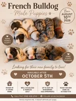 Dark Blue Male, a male French Bulldog for sale in Hartshorne, OK – 5 of 7