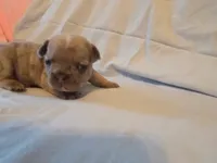 Dark Blue Male, a male French Bulldog for sale in Hartshorne, OK – 3 of 7