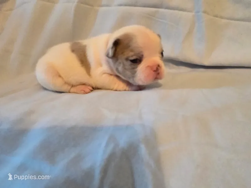 Orange collar Male – French Bulldog puppy for sale in Hartshorne, OK