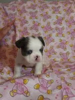 Dark Pink Collar Female fluffy , a female French Bulldog for sale in Hartshorne, OK – 3 of 8