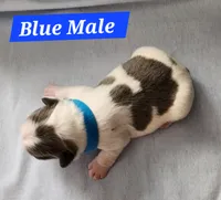 Blue Collar Male, a male French Bulldog for sale in Hartshorne, OK – 2 of 8