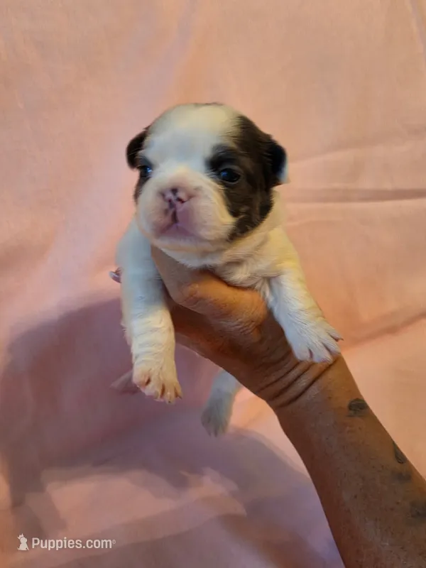 Dark Pink Collar Female  – French Bulldog puppy for sale in Hartshorne, OK