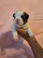 Dark Pink Collar Female , a female French Bulldog for sale in Hartshorne, OK – 1 of 7