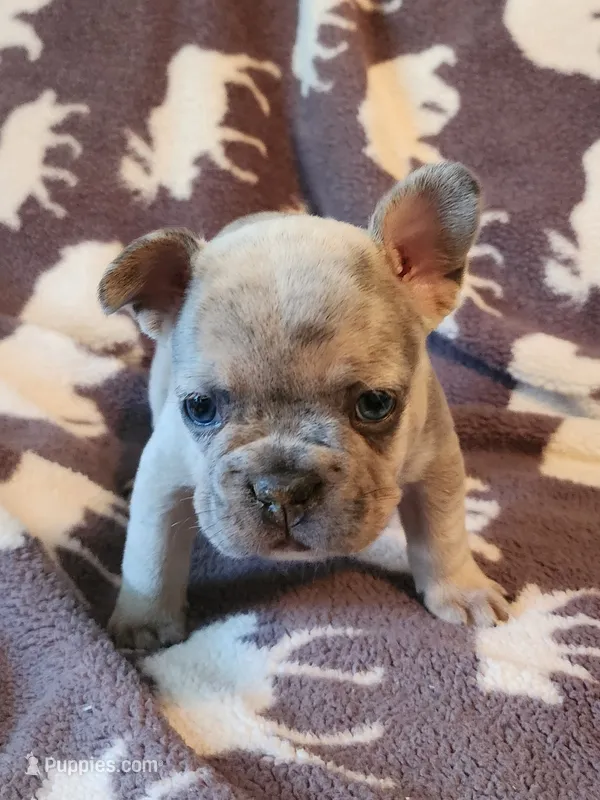 Dark Blue Male – French Bulldog puppy for sale in Hartshorne, OK