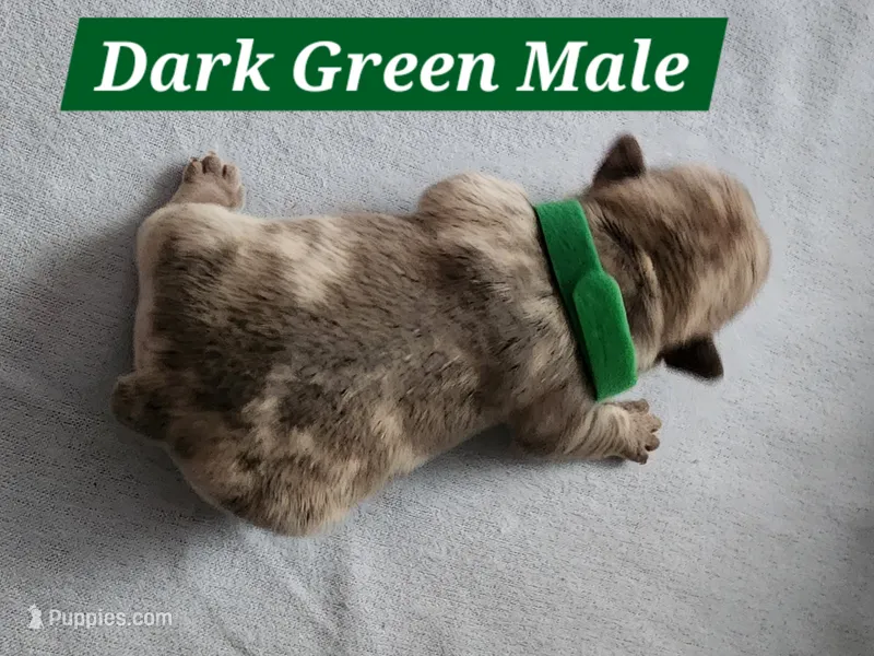 Green Collar Male – French Bulldog puppy for sale in Hartshorne, OK