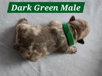 Green Collar Male, a male French Bulldog for sale in Hartshorne, OK – 1 of 7