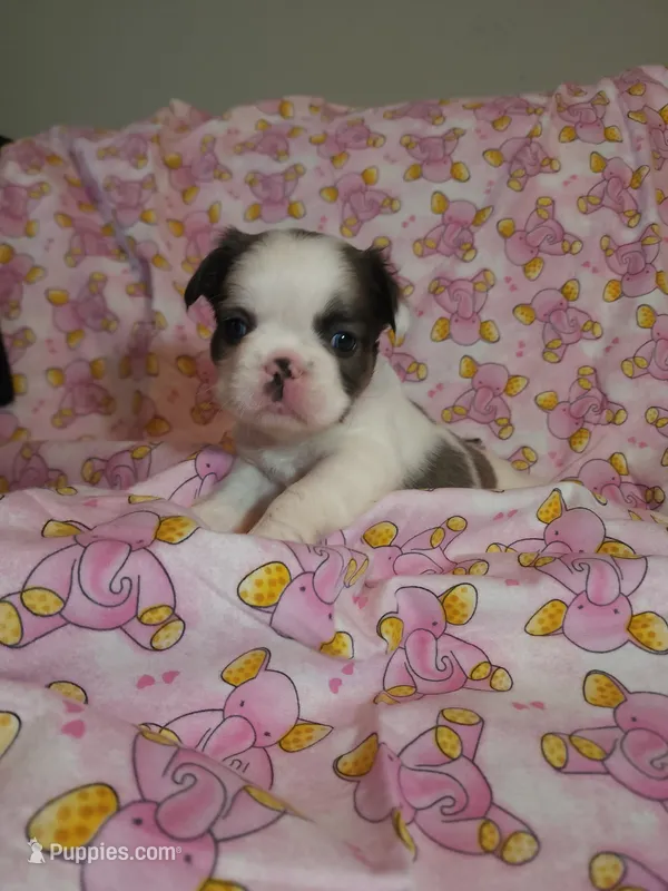 Dark Pink Collar Female fluffy  – French Bulldog puppy for sale in Hartshorne, OK