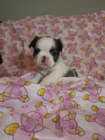 Dark Pink Collar Female fluffy , a female French Bulldog for sale in Hartshorne, OK – 1 of 8