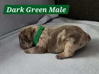 Green Collar Male, a male French Bulldog for sale in Hartshorne, OK – 2 of 7