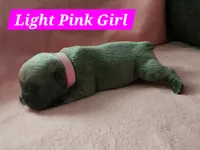 Light Pink Collar Female, a female French Bulldog for sale in Hartshorne, OK – 2 of 7