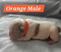 Orange collar Male, a male French Bulldog for sale in Hartshorne, OK – 3 of 7
