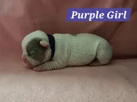 Purple Collar Female, a female French Bulldog for sale in Hartshorne, OK – 2 of 7