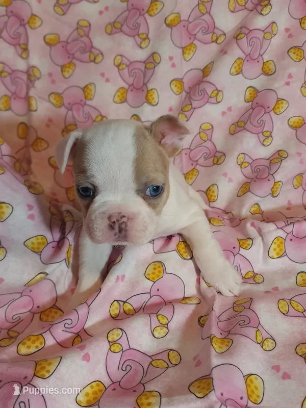 Lime Green Collar Female – French Bulldog puppy for sale in Hartshorne, OK