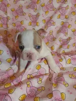 Lime Green Collar Female, a female French Bulldog for sale in Hartshorne, OK – 1 of 7