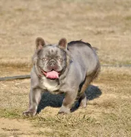 Red Collar Male, a male French Bulldog for sale in Hartshorne, OK – 5 of 6
