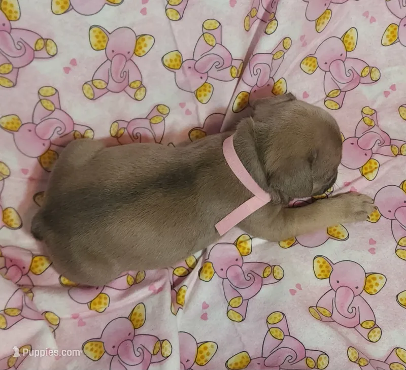 Light Pink Collar Female – French Bulldog puppy for sale in Hartshorne, OK