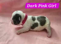 Dark Pink Collar Female , a female French Bulldog for sale in Hartshorne, OK – 4 of 7
