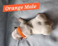 Orange collar Male, a male French Bulldog for sale in Hartshorne, OK – 5 of 7
