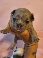 Yellow collar female, a female French Bulldog for sale in Hartshorne, OK – 2 of 8