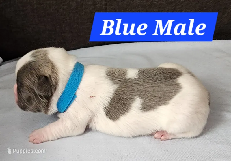 Blue Collar Male – French Bulldog puppy for sale in Hartshorne, OK