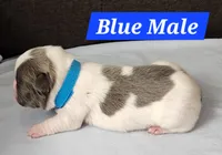 Blue Collar Male, a male French Bulldog for sale in Hartshorne, OK – 1 of 8