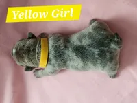 Yellow collar female, a female French Bulldog for sale in Hartshorne, OK – 5 of 8