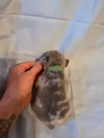 Green Collar Male, a male French Bulldog for sale in Hartshorne, OK – 3 of 7