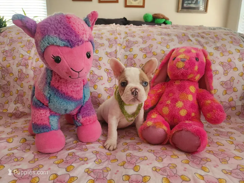 Lime Green Collar Female – French Bulldog puppy for sale in Hartshorne, OK