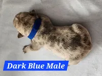 Dark Blue Male, a male French Bulldog for sale in Hartshorne, OK – 2 of 7