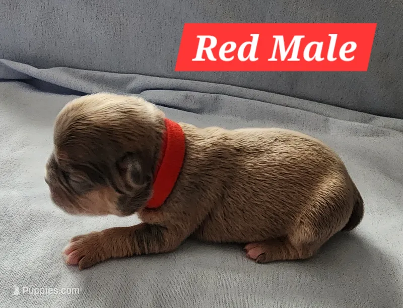 Red Collar Male – French Bulldog puppy for sale in Hartshorne, OK