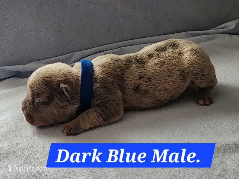 Dark Blue Male – French Bulldog puppy for sale in Hartshorne, OK