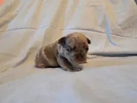 Green Collar Male, a male French Bulldog for sale in Hartshorne, OK – 4 of 7