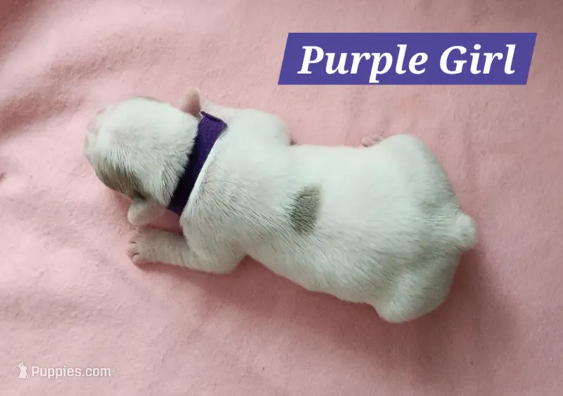 Purple Collar Female – French Bulldog puppy for sale in Hartshorne, OK